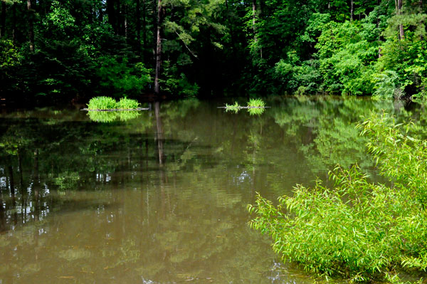 pond reflections